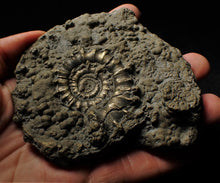 Load image into Gallery viewer, Large pyrite Eoderoceras ammonite 105 mm