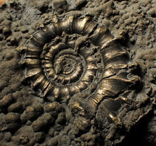 Load image into Gallery viewer, Large pyrite Eoderoceras ammonite 105 mm