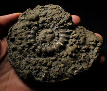 Load image into Gallery viewer, Large pyrite Eoderoceras ammonite 105 mm