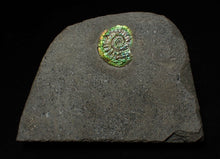 Load image into Gallery viewer, Juvenile green iridescent Caloceras display ammonite fossil 17mm