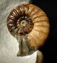 Load image into Gallery viewer, Colourful Asteroceras obtusum display ammonite fossil (58 mm)