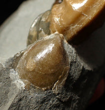 Load image into Gallery viewer, Colourful Asteroceras obtusum display ammonite fossil (58 mm)