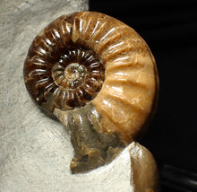 Load image into Gallery viewer, Colourful Asteroceras obtusum display ammonite fossil (58 mm)