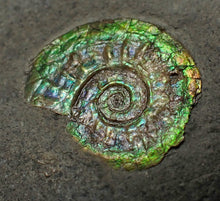 Load image into Gallery viewer, Juvenile green iridescent Caloceras display ammonite fossil 17mm