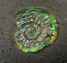 Load image into Gallery viewer, Juvenile green iridescent Caloceras display ammonite fossil 17mm