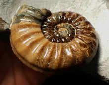 Load image into Gallery viewer, Colourful Asteroceras obtusum display ammonite fossil (58 mm)