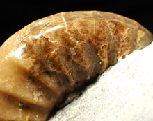 Load image into Gallery viewer, Colourful Asteroceras obtusum display ammonite fossil (58 mm)