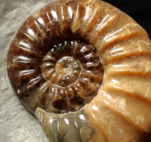 Load image into Gallery viewer, Colourful Asteroceras obtusum display ammonite fossil (58 mm)