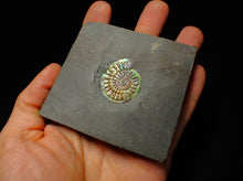 Load image into Gallery viewer, Juvenile green blue iridescent Caloceras display ammonite fossil 30mm