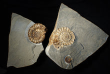 Load image into Gallery viewer, Large popped calcite Xipheroceras split ammonite display piece