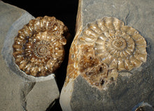 Load image into Gallery viewer, Large popped calcite Xipheroceras split ammonite display piece
