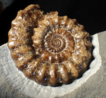 Load image into Gallery viewer, Large popped calcite Xipheroceras split ammonite display piece