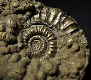 Crucilobiceras pyrite ammonite (46 mm)