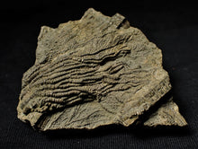 Load image into Gallery viewer, Detailed 3D pyrite crinoid head fossil (57 mm)