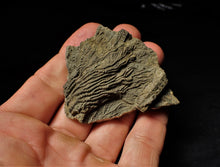 Load image into Gallery viewer, Detailed 3D pyrite crinoid head fossil (57 mm)