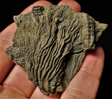 Load image into Gallery viewer, Detailed 3D pyrite crinoid head fossil (57 mm)