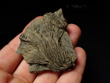 Load image into Gallery viewer, Detailed 3D pyrite crinoid head fossil (57 mm)
