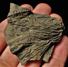 Load image into Gallery viewer, Detailed 3D pyrite crinoid head fossil (57 mm)