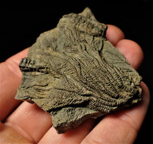 Load image into Gallery viewer, Detailed 3D pyrite crinoid head fossil (57 mm)