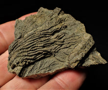 Load image into Gallery viewer, Detailed 3D pyrite crinoid head fossil (57 mm)