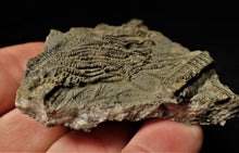 Load image into Gallery viewer, Detailed 3D pyrite crinoid head fossil (57 mm)