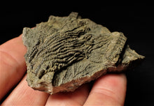 Load image into Gallery viewer, Detailed 3D pyrite crinoid head fossil (57 mm)