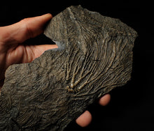 Load image into Gallery viewer, Big detailed crinoid fossil head (240 mm) <em>Pentacrinites</em>