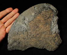 Load image into Gallery viewer, Large uncommon crinoid colony Pentacrinites (216 mm)