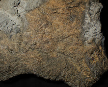 Load image into Gallery viewer, Large uncommon crinoid colony Pentacrinites (216 mm)
