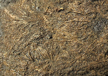 Load image into Gallery viewer, Large uncommon crinoid colony Pentacrinites (216 mm)