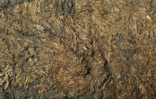 Load image into Gallery viewer, Large uncommon crinoid colony Pentacrinites (216 mm)
