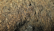 Load image into Gallery viewer, Large uncommon crinoid colony Pentacrinites (216 mm)