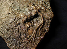 Load image into Gallery viewer, Large uncommon 3D crinoid colony Pentacrinites (212 mm)