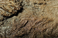 Load image into Gallery viewer, Large uncommon 3D crinoid colony Pentacrinites (212 mm)
