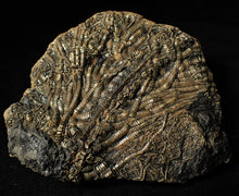 Load image into Gallery viewer, Large detailed crinoid fossil (86 mm)