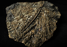Load image into Gallery viewer, Large detailed crinoid fossil (86 mm)