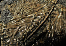 Load image into Gallery viewer, Large detailed crinoid fossil (86 mm)