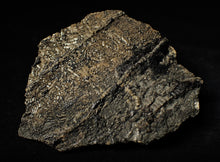 Load image into Gallery viewer, Large detailed crinoid fossil (86 mm)