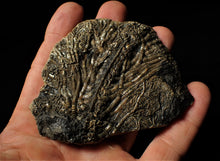Load image into Gallery viewer, Large detailed crinoid fossil (86 mm)