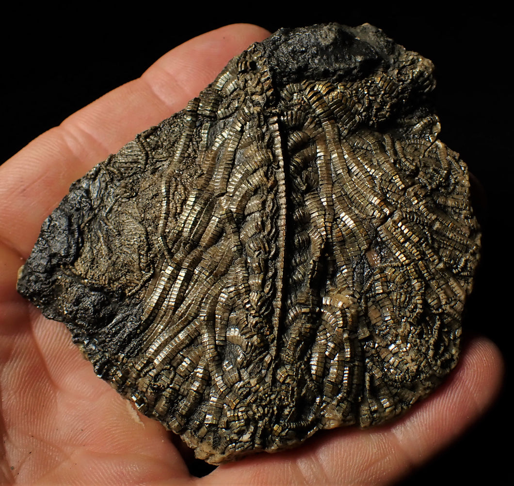 Large detailed crinoid fossil (86 mm)