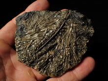 Load image into Gallery viewer, Large detailed crinoid fossil (86 mm)