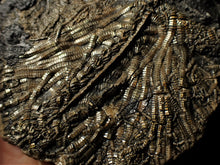 Load image into Gallery viewer, Large detailed crinoid fossil (86 mm)