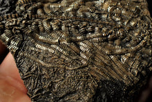 Load image into Gallery viewer, Large detailed crinoid fossil (86 mm)