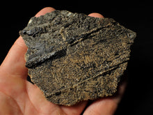 Load image into Gallery viewer, Large detailed crinoid fossil (86 mm)