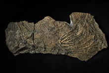Load image into Gallery viewer, Big detailed crinoid fossil head (240 mm) <em>Pentacrinites</em>