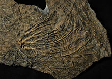 Load image into Gallery viewer, Big detailed crinoid fossil head (240 mm) <em>Pentacrinites</em>