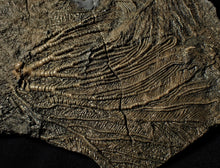 Load image into Gallery viewer, Big detailed crinoid fossil head (240 mm) <em>Pentacrinites</em>