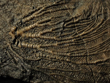 Load image into Gallery viewer, Big detailed crinoid fossil head (240 mm) <em>Pentacrinites</em>