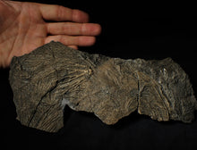 Load image into Gallery viewer, Big detailed crinoid fossil head (240 mm) <em>Pentacrinites</em>