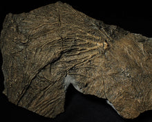 Load image into Gallery viewer, Big detailed crinoid fossil head (240 mm) <em>Pentacrinites</em>
